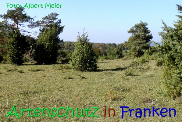 Copyright AiS Albert Meier Bild zum Eintrag (70205-160)