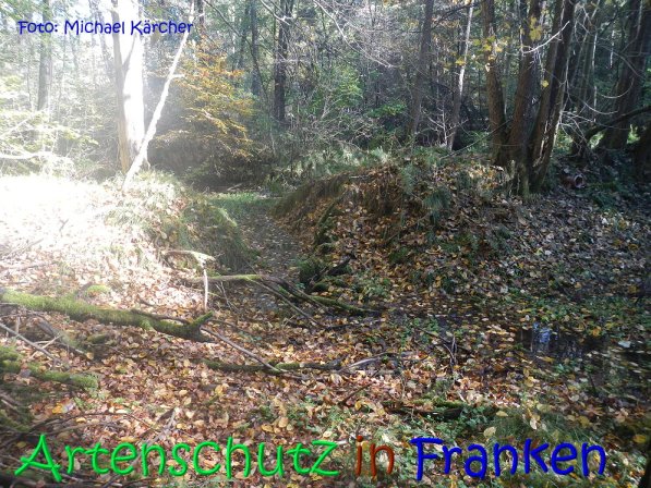 Copyright AiS Michael Kärcher Bild zum Eintrag (70246-160)