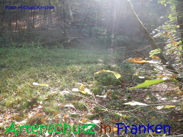 Copyright AiS Michael Kärcher Bild zum Eintrag (70247-160)