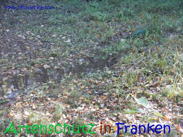 Copyright AiS Michael Kärcher Bild zum Eintrag (70248-160)