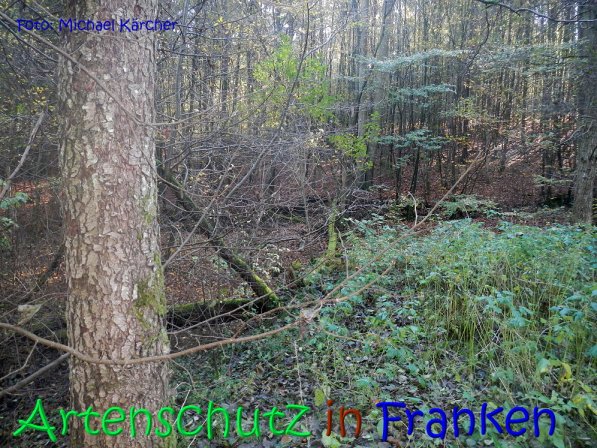 Copyright AiS Michael Kärcher Bild zum Eintrag (70250-160)
