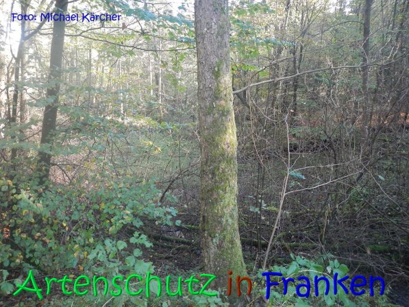 Copyright AiS Michael Kärcher Bild zum Eintrag (70251-160)
