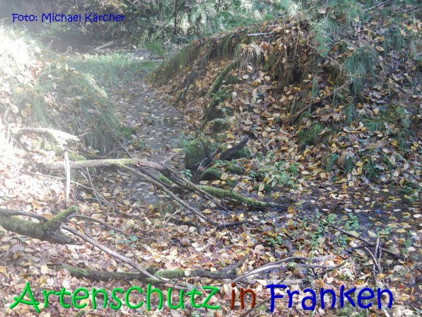 Copyright AiS Michael Kärcher Bild zum Eintrag (70253-160)