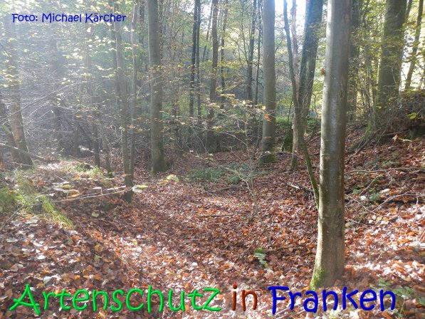 Copyright AiS Michael Kärcher Bild zum Eintrag (70257-160)