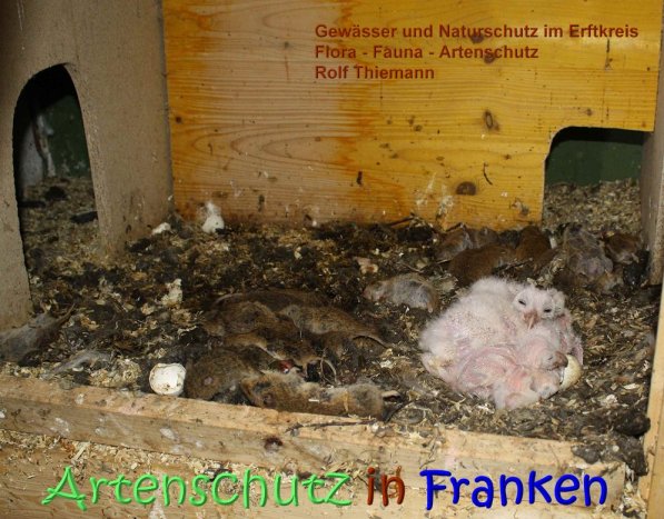 Copyright AiS Rolf Thiemann Bild zum Eintrag (70383-160)