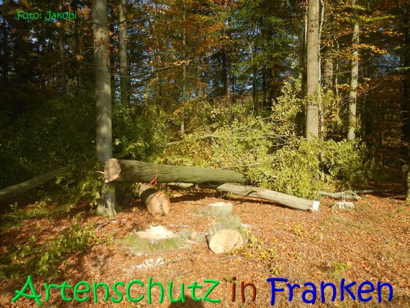 Copyright AiS Jakobi Bild zum Eintrag (70433-160)