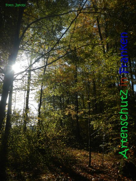 Copyright AiS Jakobi Bild zum Eintrag (70435-160)