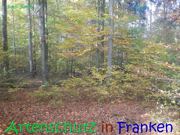 Copyright AiS Jakobi Bild zum Eintrag (70436-160)