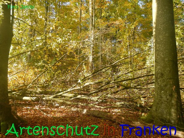 Copyright AiS Jakobi Bild zum Eintrag (70437-160)