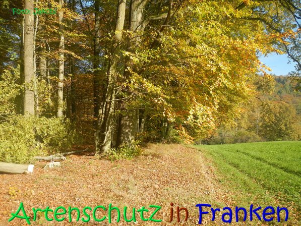 Copyright AiS Jakobi Bild zum Eintrag (70441-160)
