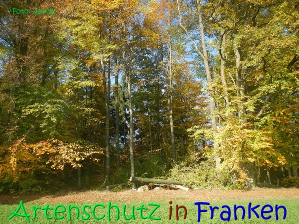 Copyright AiS Jakobi Bild zum Eintrag (70443-160)