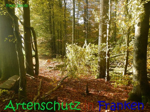 Copyright AiS Jakobi Bild zum Eintrag (70444-160)
