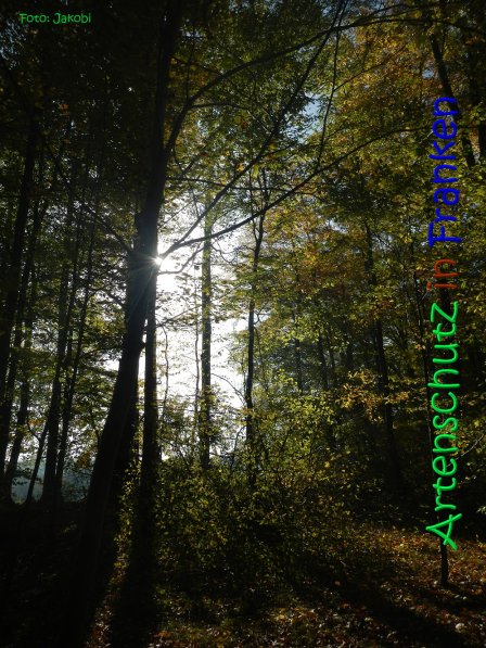 Copyright AiS Jakobi Bild zum Eintrag (70447-160)