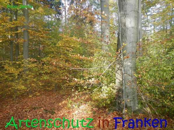 Copyright AiS Jakobi Bild zum Eintrag (70449-160)