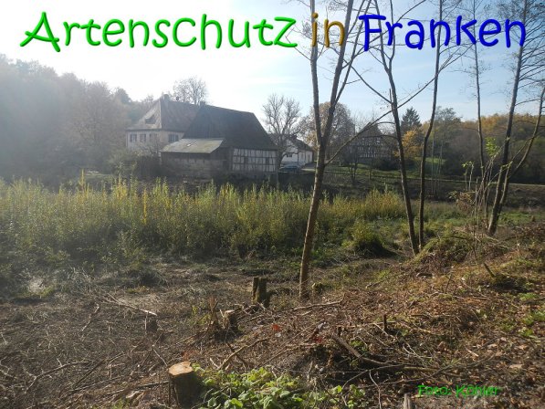 Copyright AiS Köhler Bild zum Eintrag (70471-160)