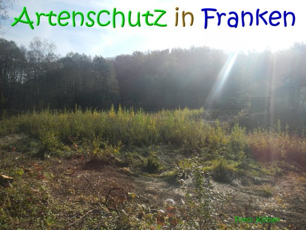 Copyright AiS Köhler Bild zum Eintrag (70473-160)