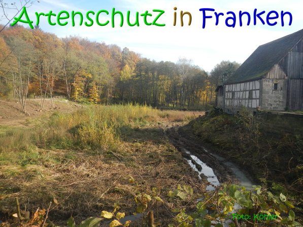 Copyright AiS Köhler Bild zum Eintrag (70476-160)