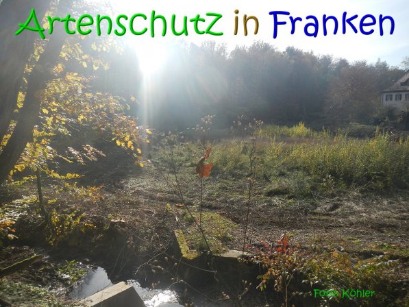 Copyright AiS Köhler Bild zum Eintrag (70495-160)