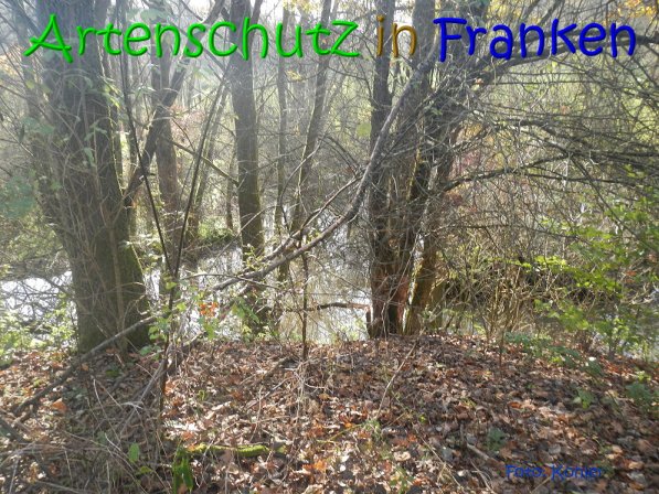 Bild zum Eintrag (70504-160)