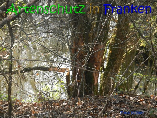 Copyright AiS Köhler Bild zum Eintrag (70507-160)