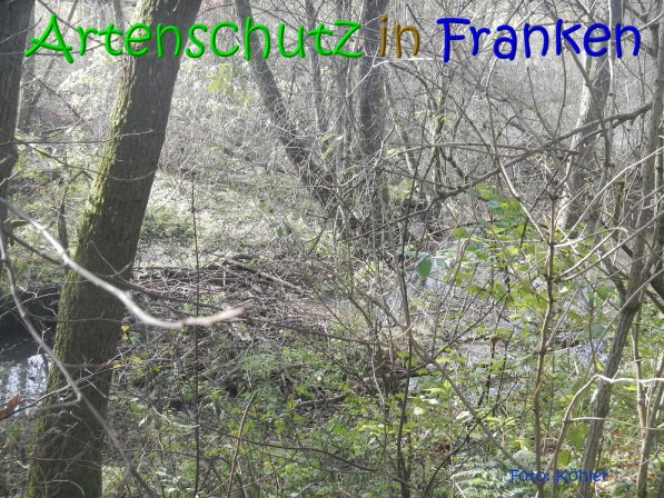 Copyright AiS Köhler Bild zum Eintrag (70508-160)