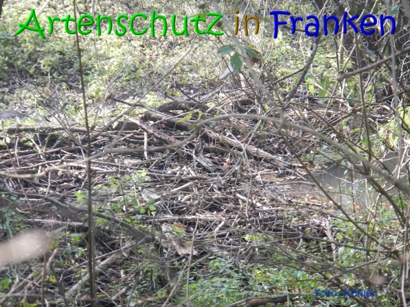 Copyright AiS Köhler Bild zum Eintrag (70509-160)