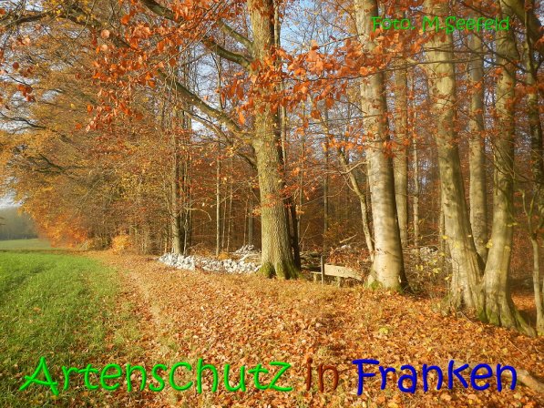 Copyright AiS Seefeld Bild zum Eintrag (70721-160)