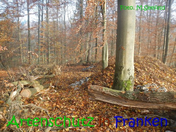 Copyright AiS Seefeld Bild zum Eintrag (70729-160)