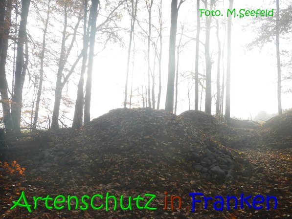 Copyright AiS Seefeld Bild zum Eintrag (70739-160)