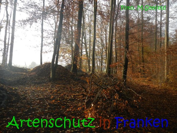 Copyright AiS Seefeld Bild zum Eintrag (70741-160)