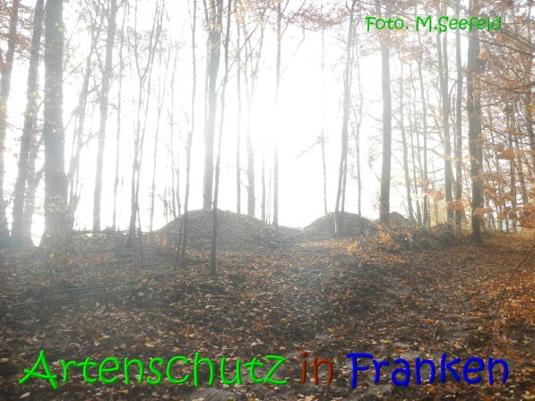 Copyright AiS Seefeld Bild zum Eintrag (70742-160)