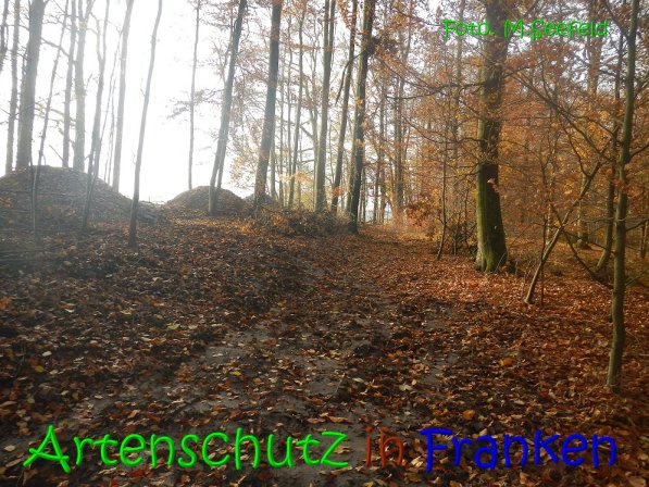 Copyright AiS Seefeld Bild zum Eintrag (70743-160)