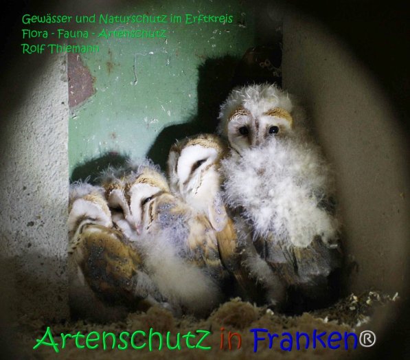 Copyright AiS Rolf Thiemann Bild zum Eintrag (71173-160)