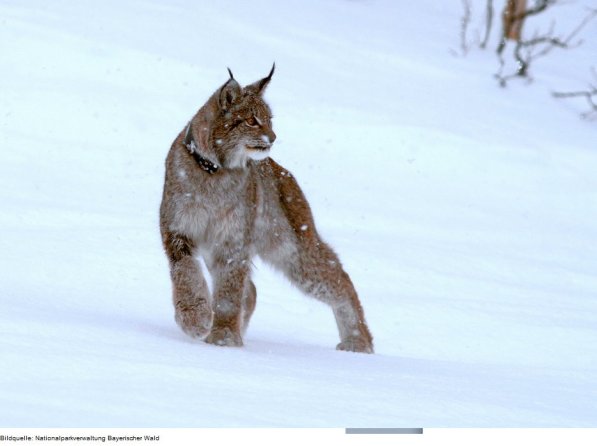 Copyright AiS - Nationalparkverwaltung Bayerischer Wald /Foto: John Ivar Larsen Bild zum Eintrag (71329-160)