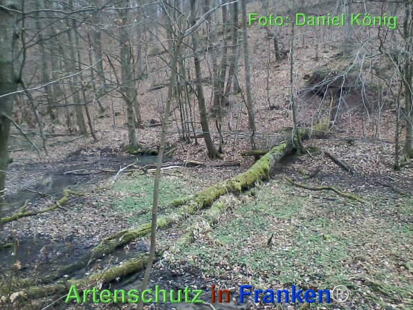 Bild zum Eintrag (72560-160)