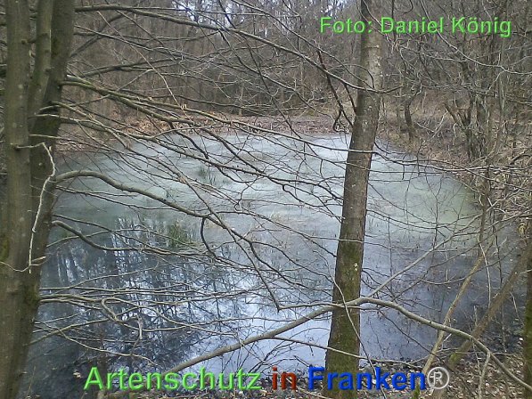 © Artenschutz in Franken® Bild zum Eintrag (72565-160)