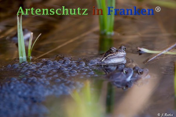 Copyright AiF Johannes Rother Bild zum Eintrag (73271-160)