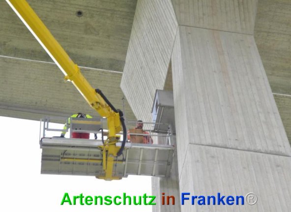 © Artenschutz in Franken® Bild zum Eintrag (74614-160)
