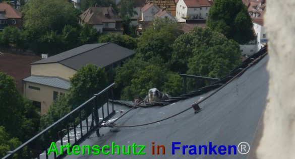 Bild zum Eintrag (74622-160)