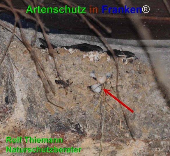 Copyright AiF Rolf Thiemann Bild zum Eintrag (74696-160)