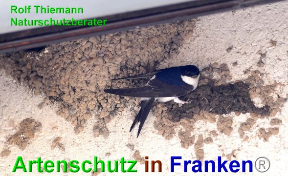 Copyright AiF Rolf Thiemann Bild zum Eintrag (74699-160)