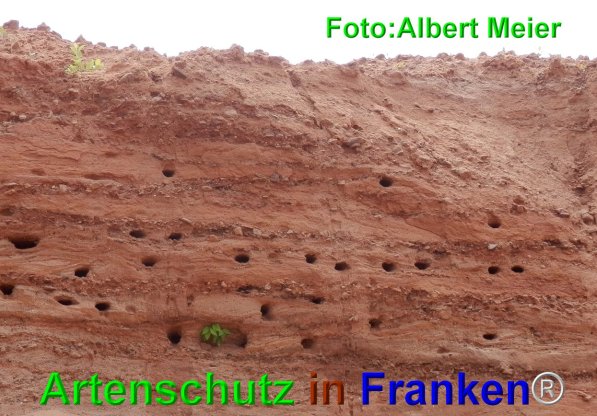 Copyright AiF - Albert Meier Bild zum Eintrag (74784-160)