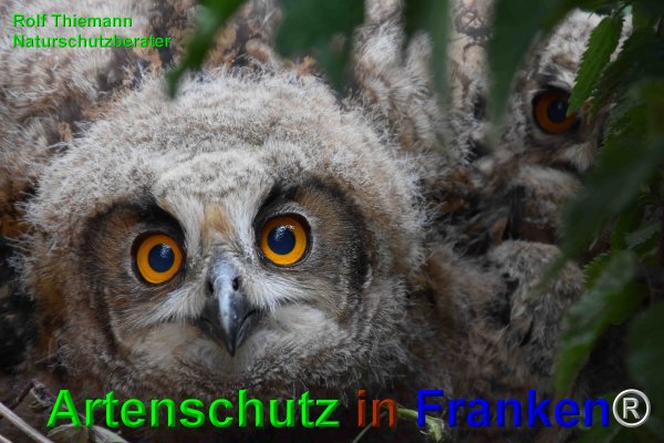 Copyright AiF Rolf Thiemann Bild zum Eintrag (74822-160)