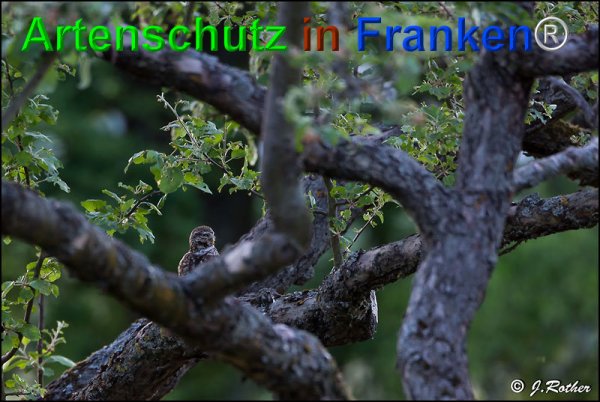 Copyright AiF Johannes Rother Bild zum Eintrag (75081-160)
