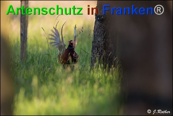 Copyright AiF Johannes Rother Bild zum Eintrag (75098-160)