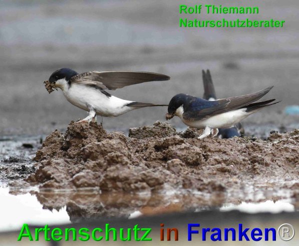 Copyright AiF Rolf Thiemann Bild zum Eintrag (75141-160)