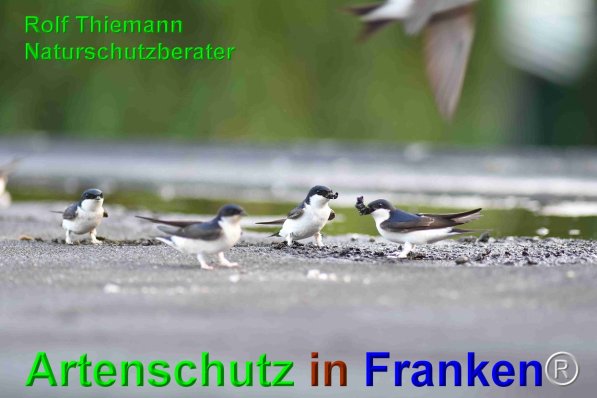 Copyright AiF Rolf Thiemann Bild zum Eintrag (75143-160)
