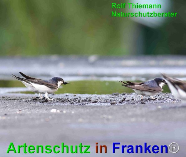 Copyright AiF-Rolf Thiemann Bild zum Eintrag (75144-160)
