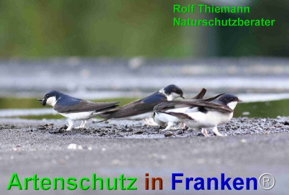 Copyright AiF Rolf Thiemann Bild zum Eintrag (75151-160)