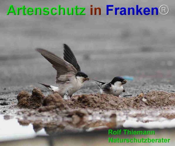 Copyright AiF Rolf Thiemann Bild zum Eintrag (75152-160)